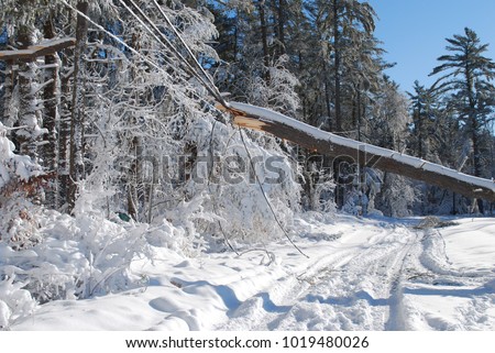 Large tree fallen over onto the power lines in massachusetts  Royalty-Free Stock Photo #1019480026