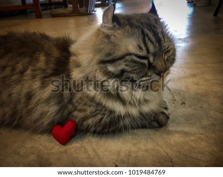 Red heart and cat beautiful  in valentine day.