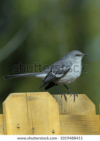Northern Mockingbird perched on wood fence