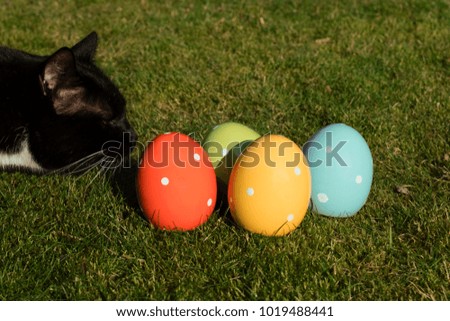 Nosy black cat looking to four colorful ceramic easter eggs which are standing in the grass. Place for Easter greetings.