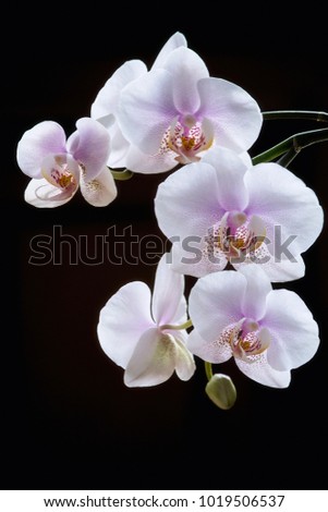 Orchid Branch on the black background