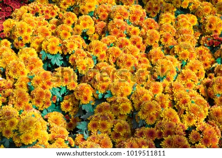 Calendula and Yellow flower in garden

