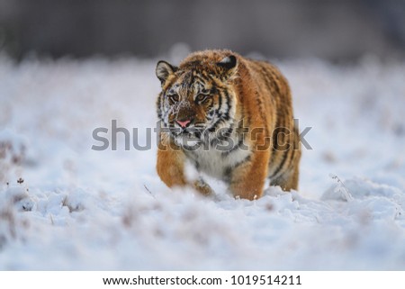 Siberian tiger, Panthera tigris altaica, low angle photo in direct view, running in the water directly at camera with water splashing around. Attacking predator in action. Tiger in taiga environment.