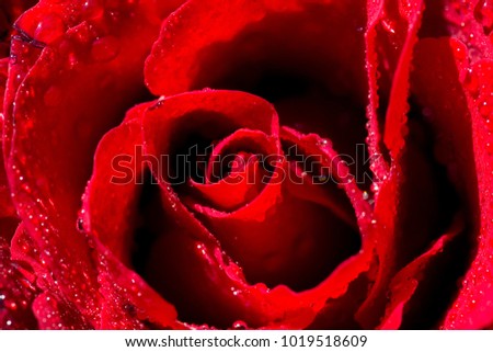 Red rose The month of love And Valentine's Day