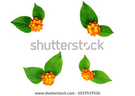 Lantana flower and leaves on the white background. Create for card and canvas picture.