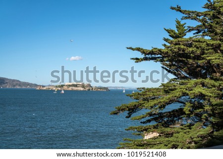 Sunny landscape of San Francisco Bay with Alcatraz Island on the background of the blue sky with few clouds. There is a green cypress on the foreground. On the water there are several boats.