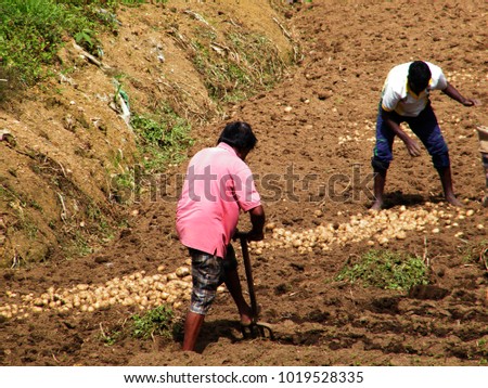 Farmers with freshly harvested potatoes with bar spade