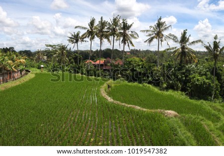 The look from the top of the nearest hill to the rice paddies and the roofs of the houses in the middle of the jungles with the palms in front of the them,Bali Island, Indonesia