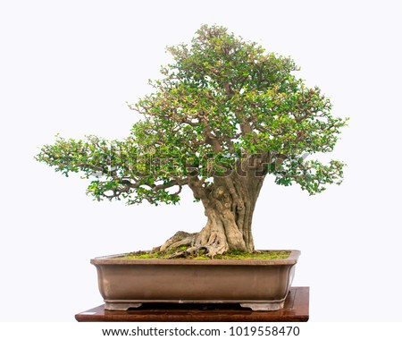 Bonsai tree on write background