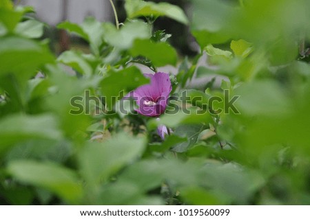 Flower in a bush