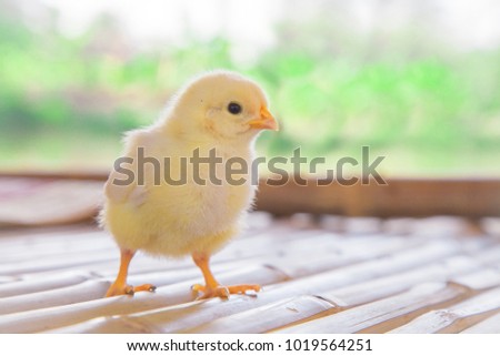 Baby chick cute innocent Concept .