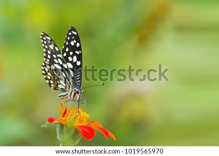 Amazing natural green background with flower and butterfly, a close up side view of the butterfly isolated on abstract environmental backgrounds for design, wallpaper, West Bengal, India