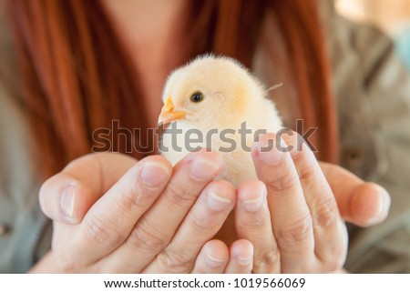  Baby chick cute innocent Concept .