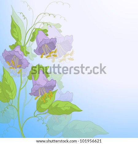 Flowers kobe, lilac petals and green leaves on background of blue sky, vector eps10, contains transparencies