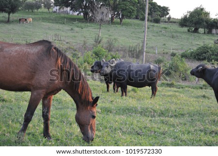 the buffaloes and one horse

