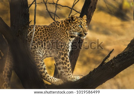Leopard at Jhalana Safari Park, Jaipur, India