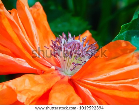 Poppy flower closeup on foliage background. Heart of a flower closeup.