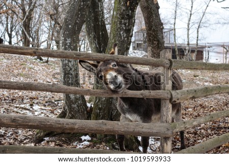 Picture of funny donkey in a zoo, trying to stick its head out through the fence. Winter afternoon.