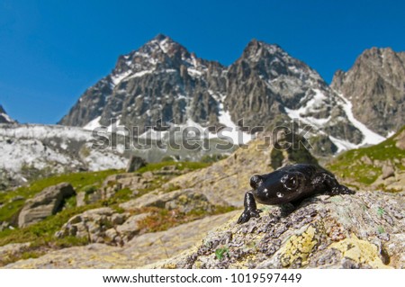 Salamandra lanzai (lanza's alpine salamander)