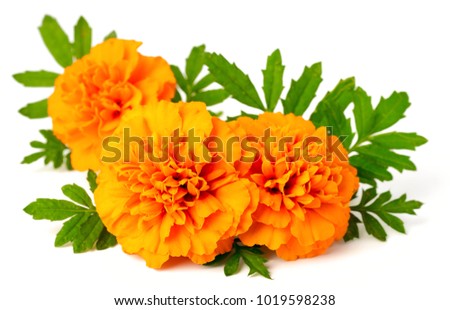 fresh marigold flowers isolated on white background