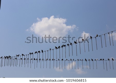 Close up view of bird silhouettes in summer. Pigeons aligned on two decorative cords. Background composed by a blue sky and some pretty white clouds. Abstract picture mixing nature and city element. 