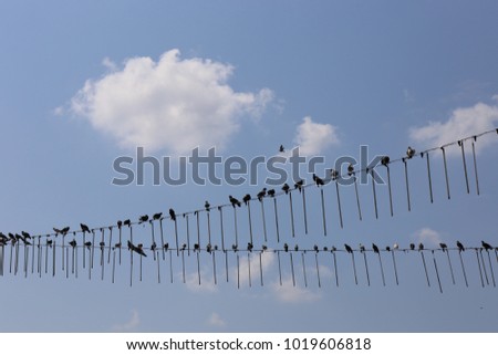 Close up view of bird silhouettes in summer. Pigeons aligned on two decorative cords. Background composed by a blue sky and some pretty white clouds. Abstract picture mixing nature and city element. 