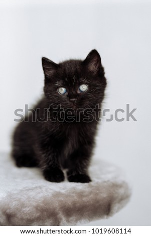 A black fluffy kitten with large green eyes is sitting on a white isolated background.
