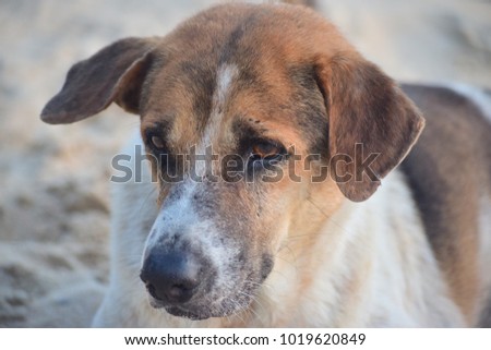 Sad dog sitting on the beach.outdoor dog.Isolated dog.Close up picture of dog.Portrait of animal.