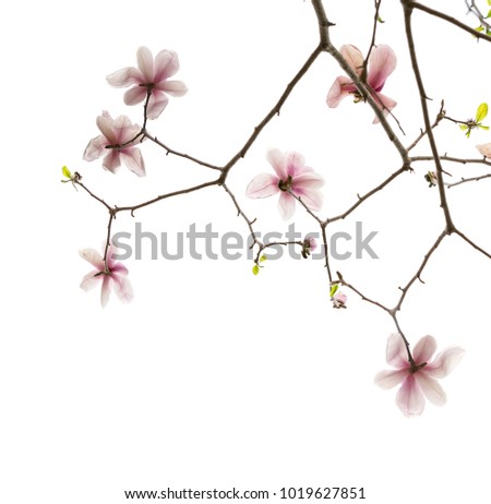 Flowers magnolia branch isolated on white background