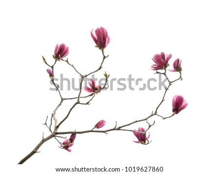 Flowers magnolia branch isolated on white background
