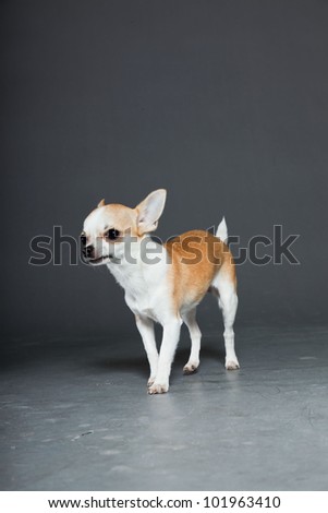 Chihuahua dog isolated on grey background. Very small. Little. Studio shot.