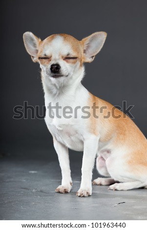 Chihuahua dog isolated on grey background. Very small. Little. Studio shot.