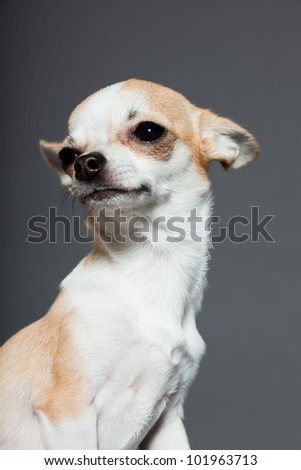 Chihuahua dog isolated on grey background. Closeup portrait. Very small. Little. Studio shot.