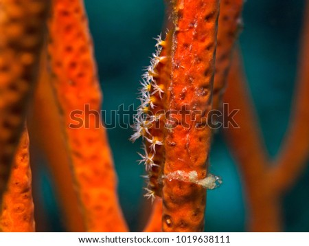 Underwater close-up photography of a compressed cowrie.
Divesite: Pulau Bangka (North Sulawesi/Indonesia)