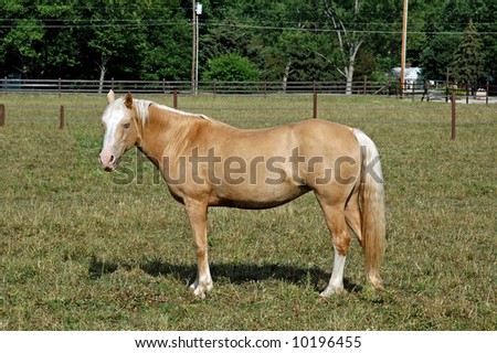 A picture of a horse taken at a ranch in Indiana