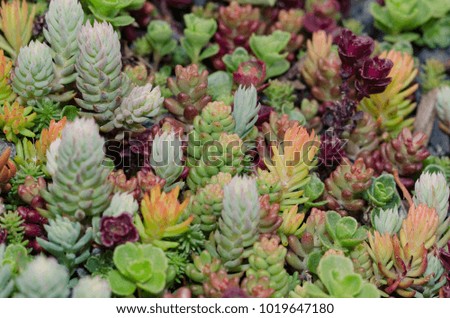succulent plants, small, cacti, macro view and up close
