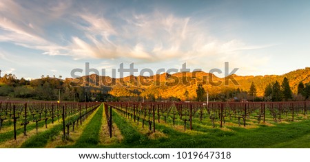 Panoramic image of sunset lights strike the mountains behind a vineyard in partial shadow. . Wispy clouds are in a blue sky above the mountains. Trees are on both sides of the picture.