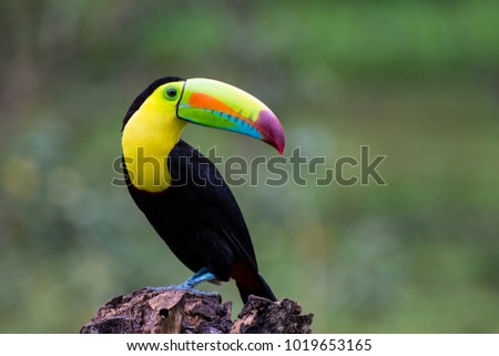 Keel-billed Toucan, a colorful bird.