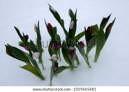Tulips on a sunny day on the snow