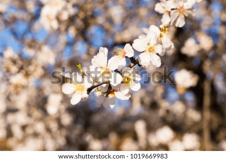 Spring, flowering and nature concept - beautiful almond flowers
