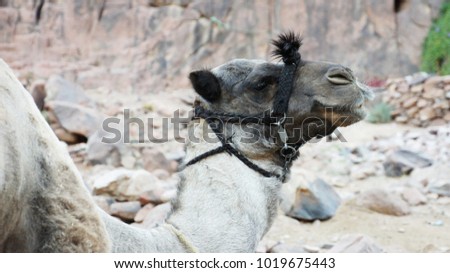proud camel with tan resting in the canyon
