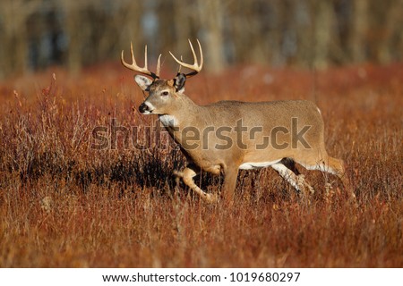 A white-tailed deer standing in a meadow Royalty-Free Stock Photo #1019680297