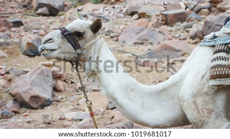 funny camel lies in a stone desert
