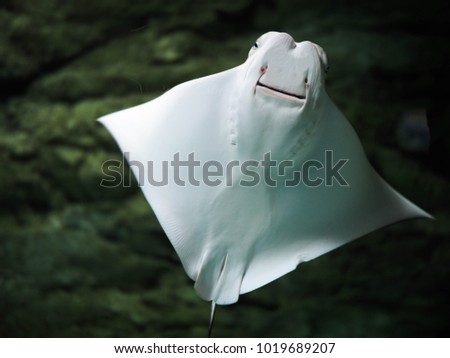 white strange fish Stingray