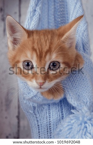 Sweet Bengal kitten