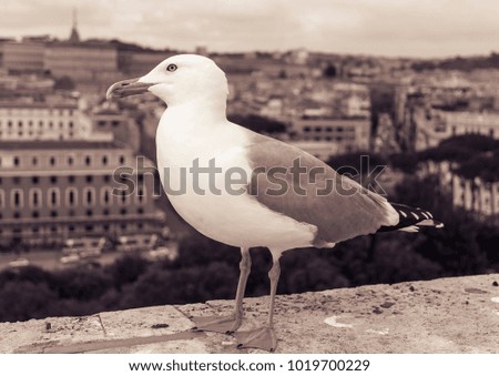 a seagull poses quietly before resuming the flight