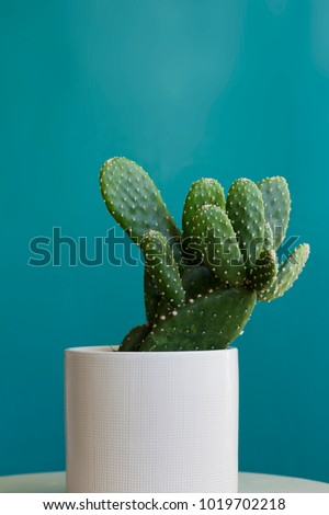 A potted Beavertail Pricklypear cactus plant in a white pot against a teal blue background.
