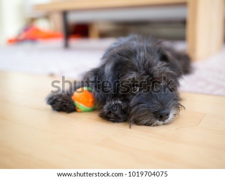 A puppy posing with his ball