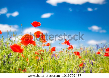 Sunshine poppy field landscape in morning spring sunlight and summer meadow flowers. Relaxing nature environment background