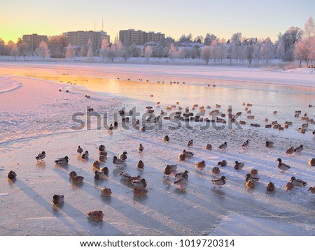 A flock of mallard ducks swimming in small unfrozen area in otherwise frozen urban lake.